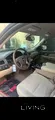 Chevrolet Tahoe 2009 LS - Used Gasoline Automatic Vehicle