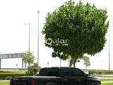 Dodge Ram 1500 2021