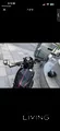 Perfect condition powerful Harley Davidson