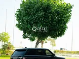 Range Rover Vouge HSE 2017